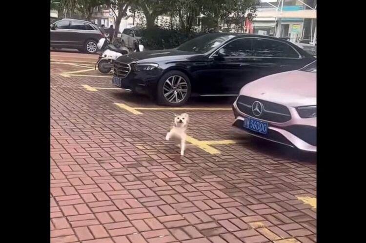 嬉しいことでもあったのかな？柴犬がダンスするようなご機嫌な足取りで進む！【海外・動画】