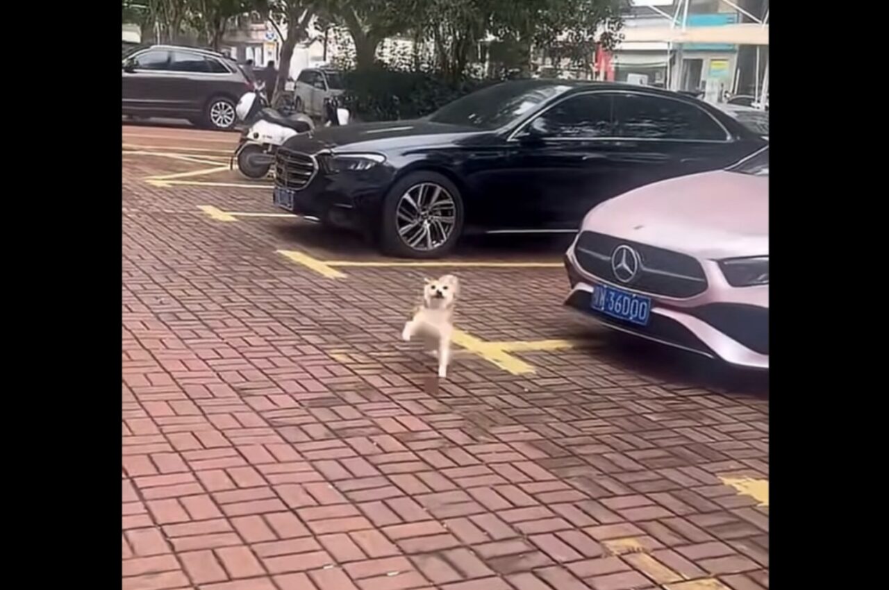 嬉しいことでもあったのかな?柴犬がダンスするようなご機嫌な足取りで進む!【海外・動画】