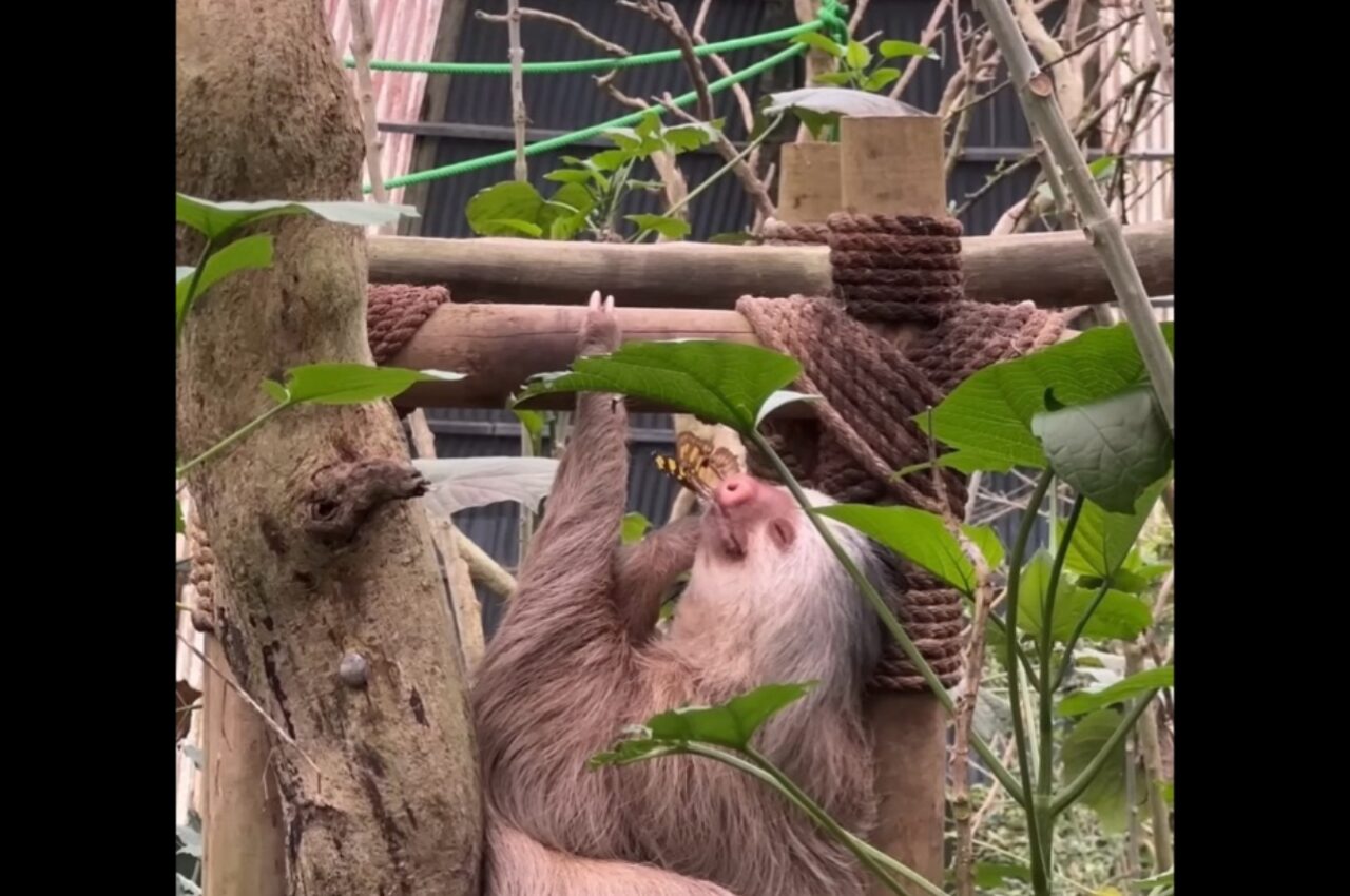 チョウがとまるほどスロー。のんびり屋のナマケモノに小さなお友達ができました!【海外・動画】