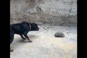 ロットワイラーの意外なリアクション。ブルブル震えるほど怖がる相手は・・カメだった！？【海外・動画】