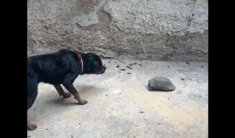 ロットワイラーの意外なリアクション。ブルブル震えるほど怖がる相手は・・カメだった！？【海外・動画】