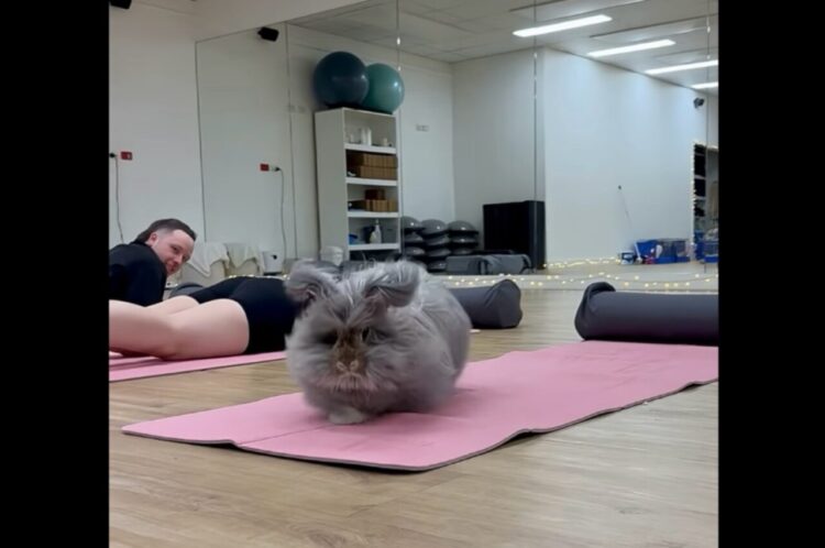 もふもふウサギもヨガがしたい？他の生徒たちに混じってヨガマットの上でスタンバイ！【海外・動画】