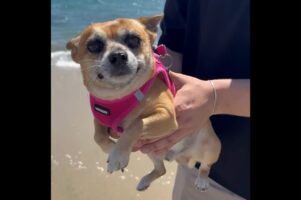 大好きな海を前にエア犬かき発動！早く泳ぎたくてウズウズ！！【アメリカ・動画】