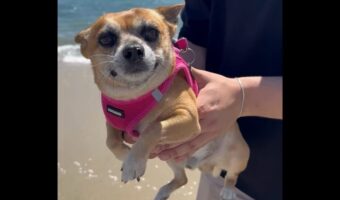 大好きな海を前にエア犬かき発動！早く泳ぎたくてウズウズ！！【アメリカ・動画】