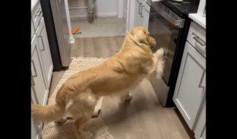 ゴールデンレトリバーがオーブンをカキカキ！その理由は・・扉の向こうに！？【アメリカ・動画】