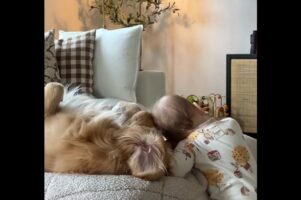 ふたりは親友。赤ちゃんが頭を寄せる相手は・・大好きなゴールデンレトリバー！【アメリカ・動画】