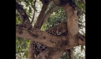 くつろいでいるように見えてしっかり監視中！？木の上で一休み中のジャガーがカメラを凝視！！【海外・動画】