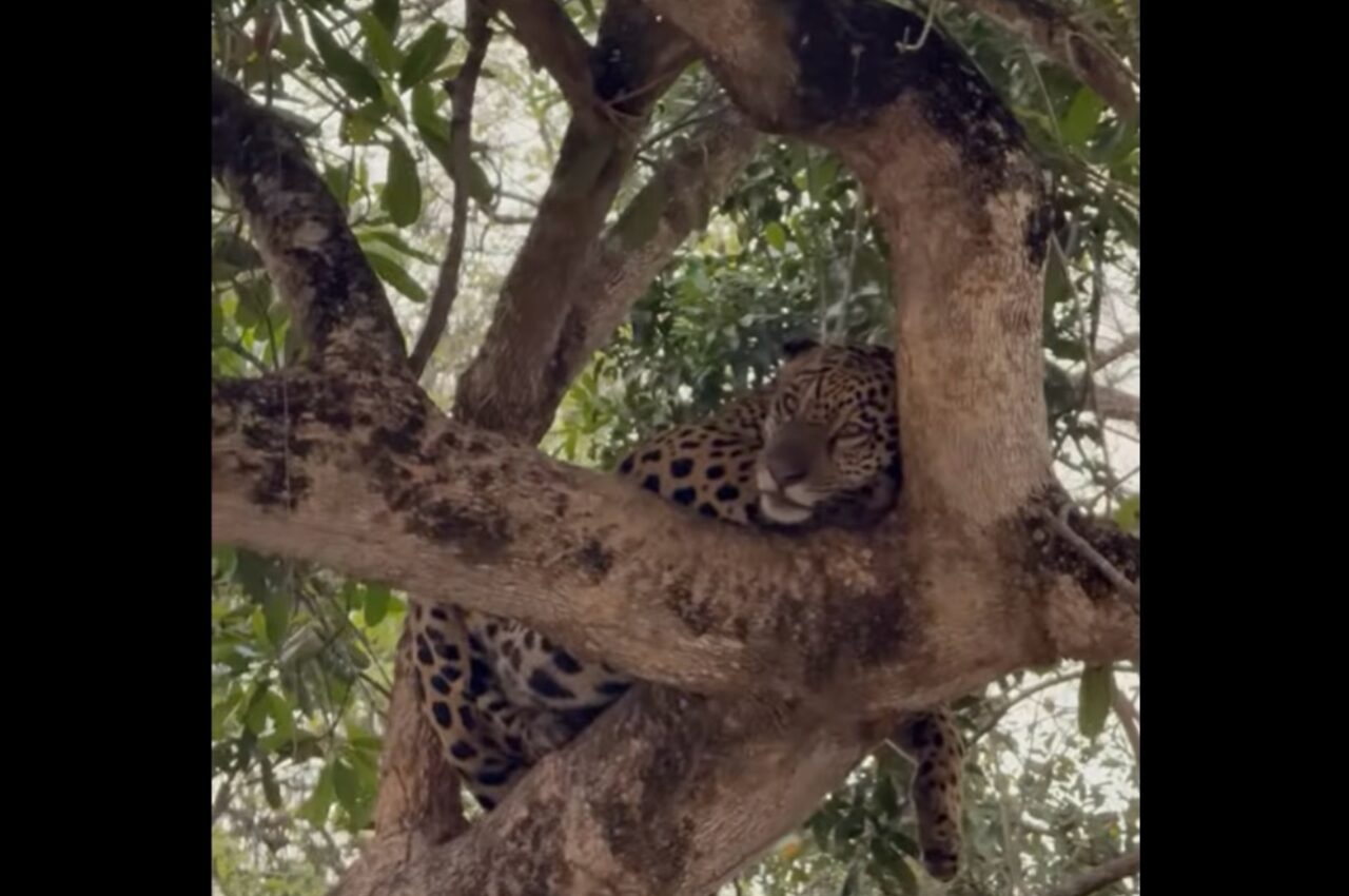くつろいでいるように見えてしっかり監視中！？木の上で一休み中のジャガーがカメラを凝視！！【海外・動画】