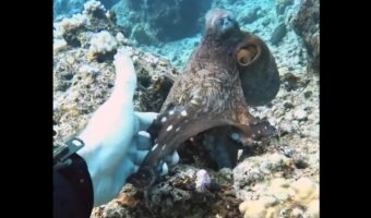 タコと握手！？ダイビング中に出会ったタコにそっと指を差し出したら・・奇跡が！【海外・動画】