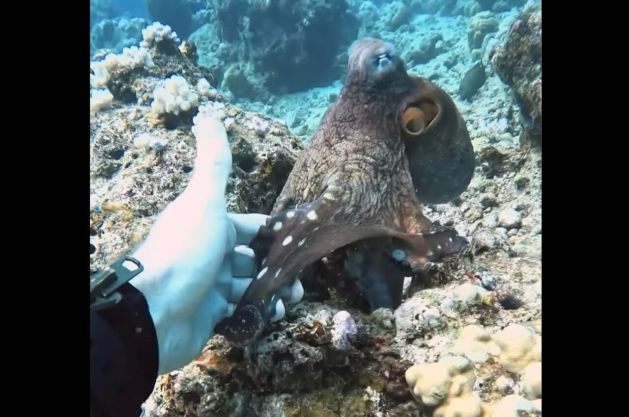 タコと握手！？ダイビング中に出会ったタコにそっと指を差し出したら・・奇跡が！【海外・動画】