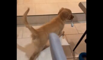 イタズラした子犬とグルグル！テーブルで楽しい追いかけっこ開始！【海外・動画】