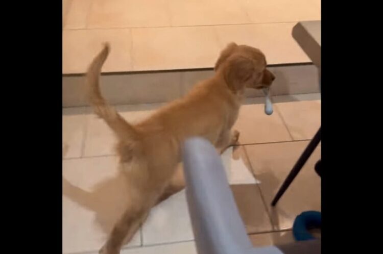 イタズラした子犬とグルグル！テーブルで楽しい追いかけっこ開始！【海外・動画】