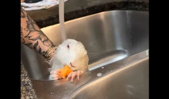 もぐもぐしながらのシャワータイム！至福のひとときを過ごすプレーリードッグ【アメリカ・動画】