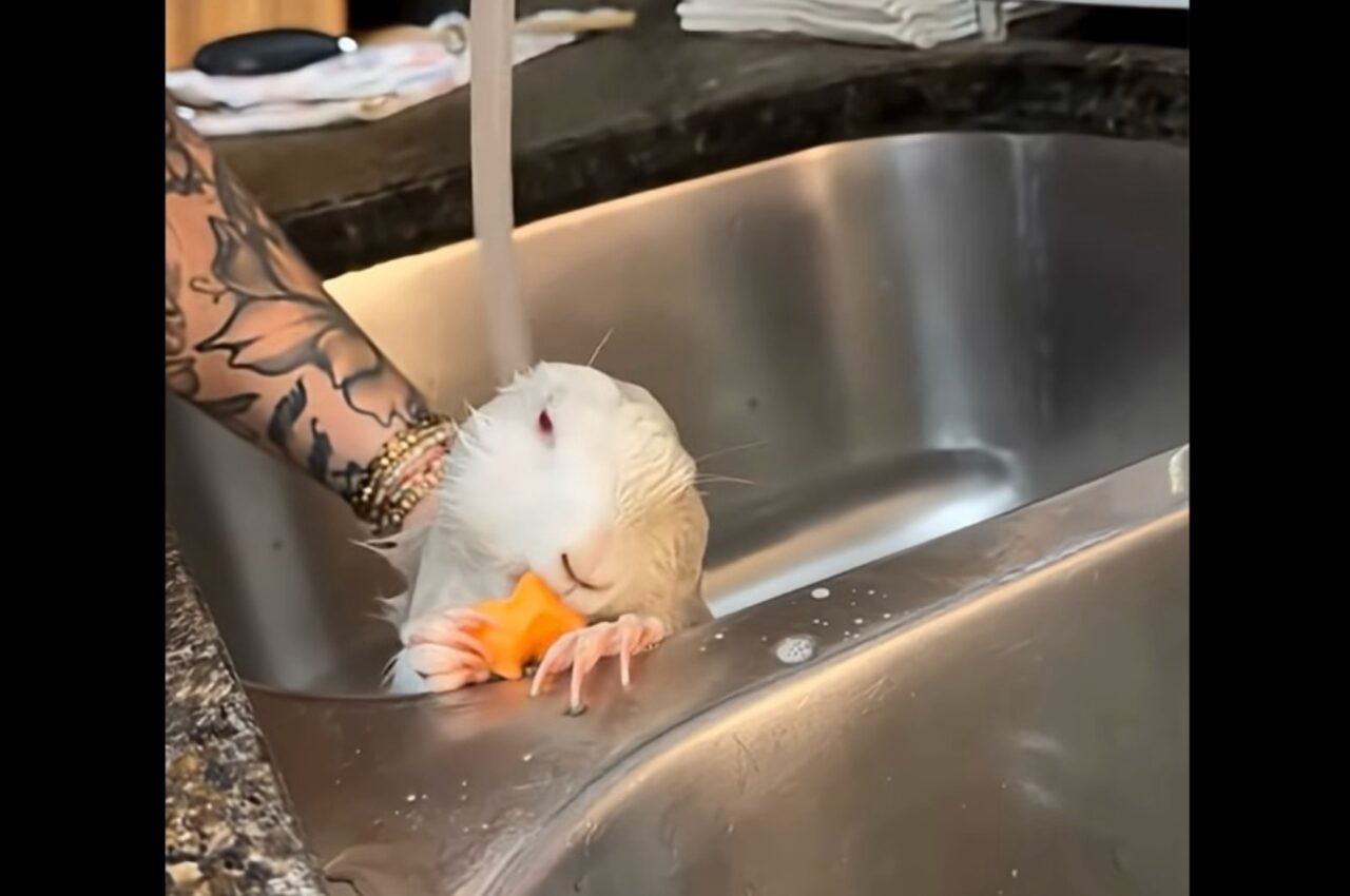 もぐもぐしながらのシャワータイム！至福のひとときを過ごすプレーリードッグ【アメリカ・動画】