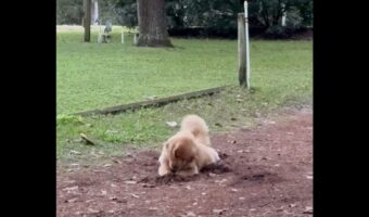 ここ掘れワンワン？ゴールデンレトリバーが真剣に土を掘り返し続ける！！【アメリカ・動画】