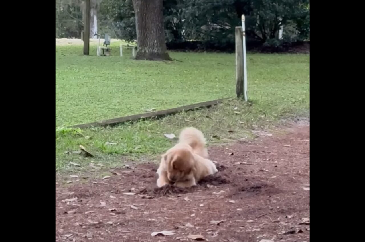 ここ掘れワンワン？ゴールデンレトリバーが真剣に土を掘り返し続ける！！【アメリカ・動画】