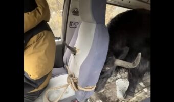 ウシの力強さが緊張を生んだ！運搬中の牡牛が角で座席シートを貫くハプニング！？【海外・動画】