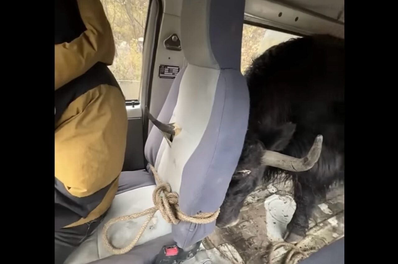 ウシの力強さが緊張を生んだ！運搬中の牡牛が角で座席シートを貫くハプニング！？【海外・動画】