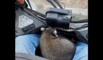同乗者は・・アライグマ！重機の操縦席から声をかけられ、嬉しそうに乗り込む！【アメリカ・動画】