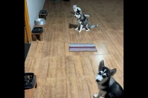 みんなで「待て」の練習!横一列に並んでトレーニングを受けるハスキー犬の子犬とネコ【海外・動画】