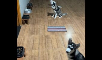 みんなで「待て」の練習!横一列に並んでトレーニングを受けるハスキー犬の子犬とネコ【海外・動画】