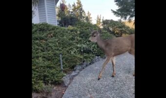 おさんぽ中のネコに出会ったシカ。ネコのことが気になってこっそり追跡開始！【アメリカ・動画】
