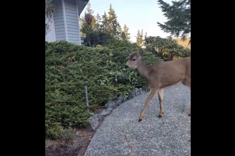 おさんぽ中のネコに出会ったシカ。ネコのことが気になってこっそり追跡開始！【アメリカ・動画】