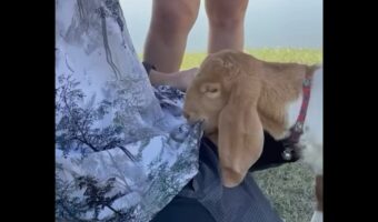 美味しそうにムシャムシャしているけど・・。ヤギが頬張るのはシャツにプリントされた葉っぱ！？【海外・動画】