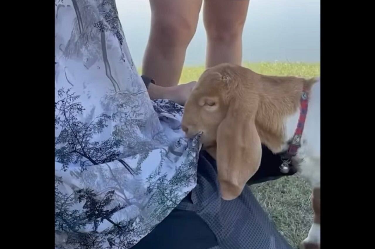 美味しそうにムシャムシャしているけど・・。ヤギが頬張るのはシャツにプリントされた葉っぱ!?【海外・動画】