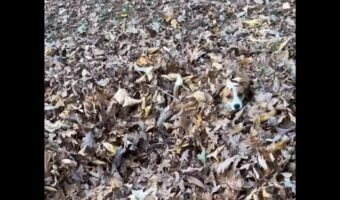 ふかふかの落ち葉の海にダイブ！ジャックラッセルテリアは宝探しに夢中！！【アメリカ・動画】