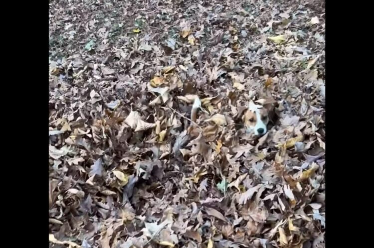 ふかふかの落ち葉の海にダイブ！ジャックラッセルテリアは宝探しに夢中！！【アメリカ・動画】