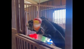 厩舎のウマにプレゼント！ぶら下がる大好きな冷凍フルーツに大喜び！！【アメリカ・動画】