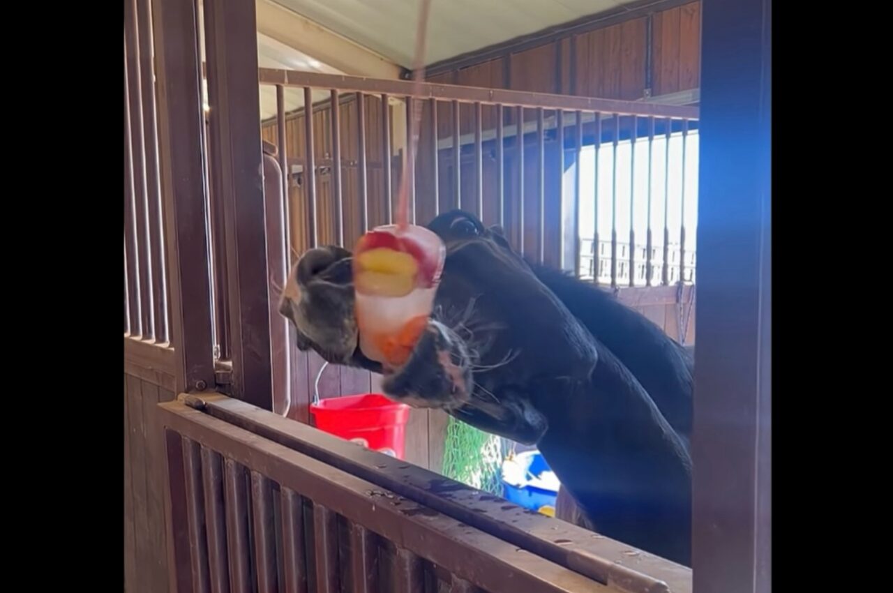厩舎のウマにプレゼント！ぶら下がる大好きな冷凍フルーツに大喜び！！【アメリカ・動画】