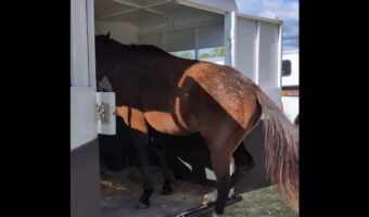 ゆっくり慎重に・・。ウマはトレーラーから後ろ向きに降りる練習中！【アメリカ・動画】
