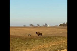 ピョン！ピョ～ン！ご機嫌な足取りでバイソンが草原を駆け抜ける！【アメリカ・動画】
