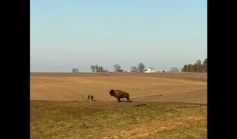 ピョン！ピョ～ン！ご機嫌な足取りでバイソンが草原を駆け抜ける！【アメリカ・動画】