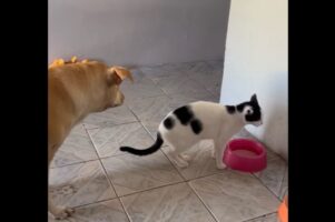 水を飲むネコの後ろで順番待ち！取り合わず列を作る姿にほっこり【海外・動画】