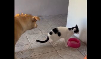 水を飲むネコの後ろで順番待ち！取り合わず列を作る姿にほっこり【海外・動画】