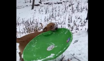 ソリをくわえて運んできた子犬。見よう見まねで雪道をシューーーッと滑走！！【アメリカ・動画】