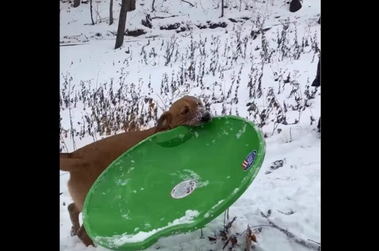 ソリをくわえて運んできた子犬。見よう見まねで雪道をシューーーッと滑走！！【アメリカ・動画】