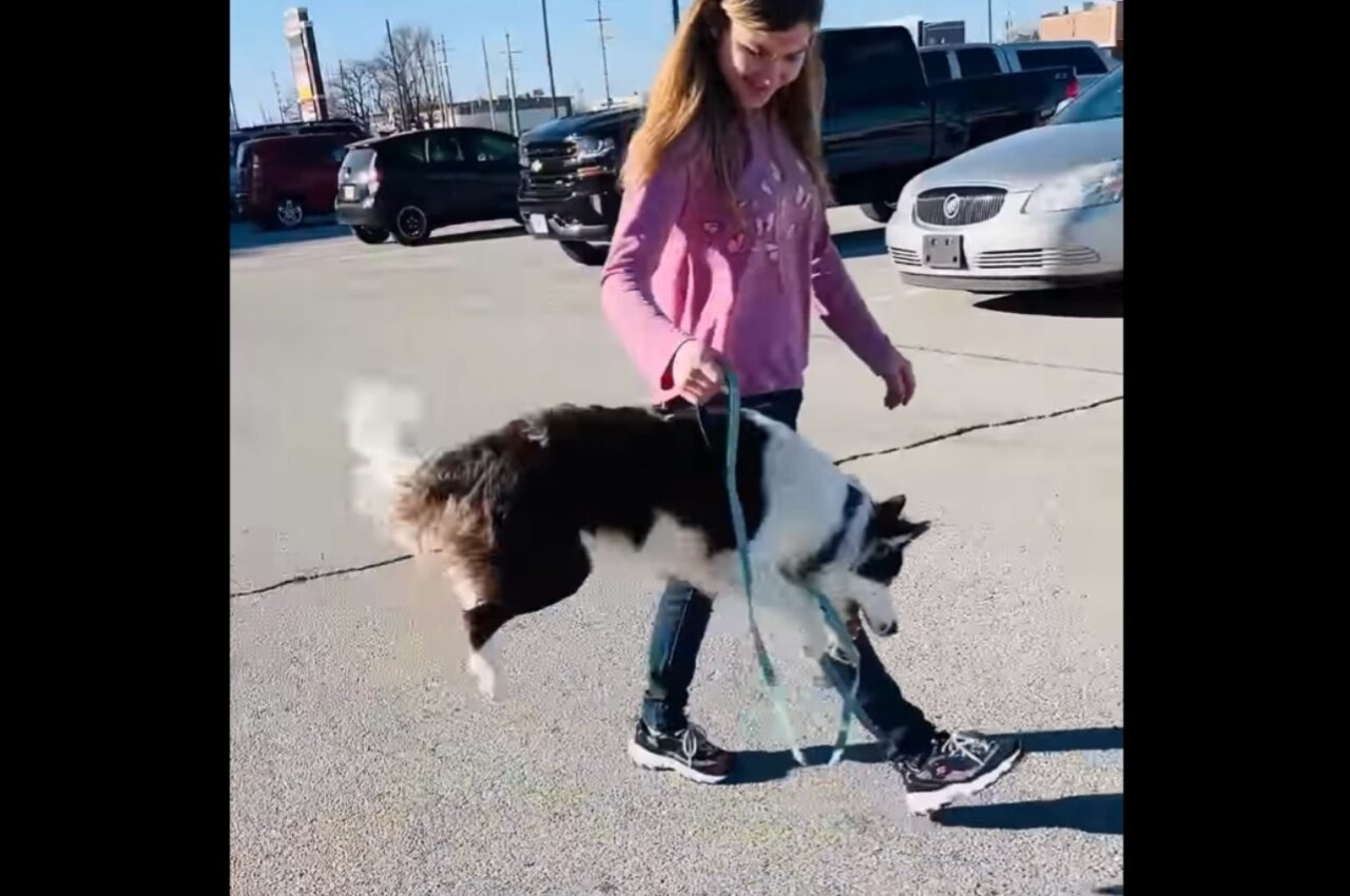 跳ねまわるボーダーコリー。ジャンプが大好きて止まらない!!【アメリカ・動画】