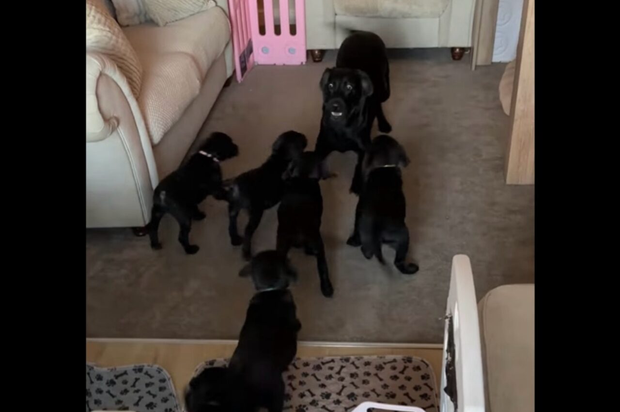 ラブラドール母子の楽しい時間。お茶目なママは駆け寄って来た子犬たちを飛び越えて逃げ回る!【海外・動画】