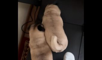 一緒にウォーキング？飼い主さんを押しのける勢いでパグたちがウォーキングマシンの上を歩く！！【海外・動画】