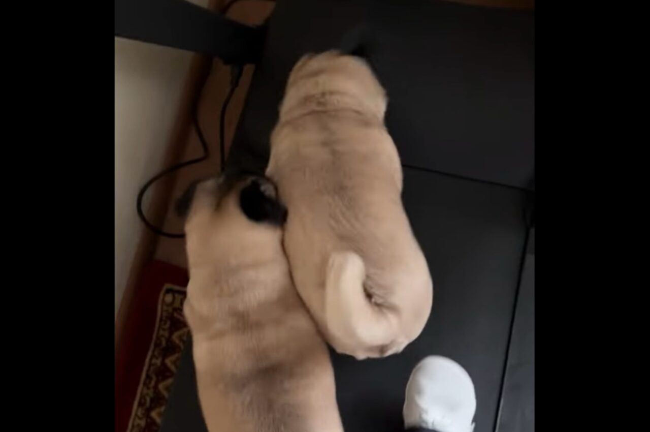 一緒にウォーキング？飼い主さんを押しのける勢いでパグたちがウォーキングマシンの上を歩く！！【海外・動画】