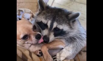 くっついたり追いかけっこをして過ごす日々。仲良しなチワワとアライグマ【アメリカ・動画】