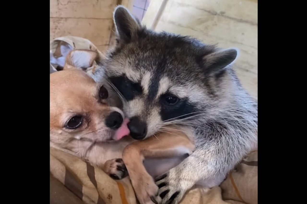 くっついたり追いかけっこをして過ごす日々。仲良しなチワワとアライグマ【アメリカ・動画】
