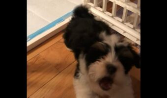 せっかく外に出たのに！サークルの出入りを練習する子犬に「戻って」と言われたら文句を言ってきた！【アメリカ・動画】