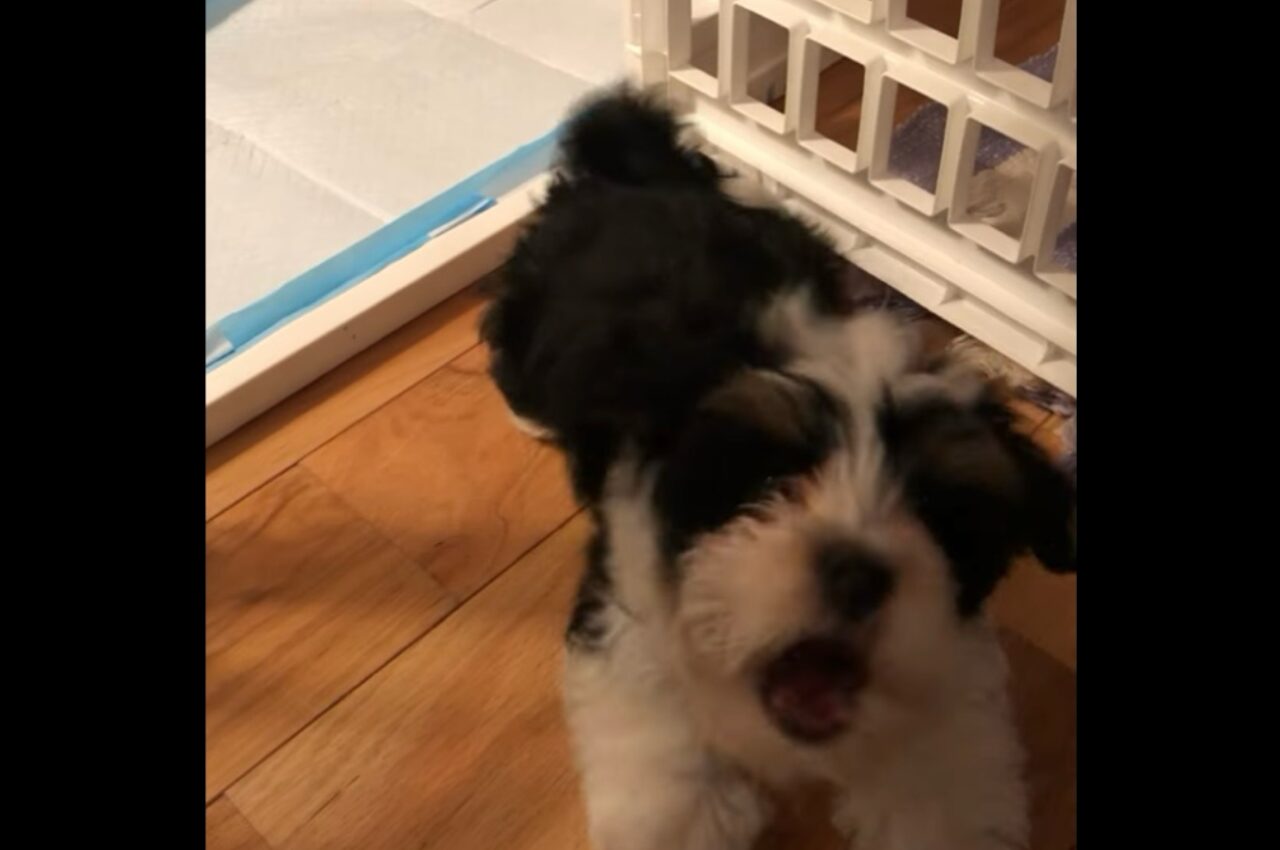 せっかく外に出たのに！サークルの出入りを練習する子犬に「戻って」と言われたら文句を言ってきた！【アメリカ・動画】