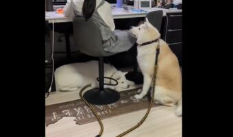 じ～っと見つめる秋田犬。その待ち姿が話題に「ずっと見てるし、ずっとそばにいる。」「微動だにしない姿がかわいい」