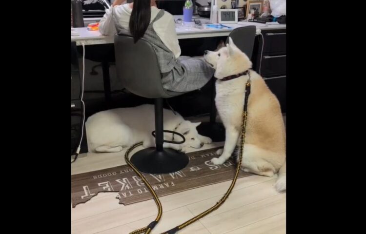 じ～っと見つめる秋田犬。その待ち姿が話題に「ずっと見てるし、ずっとそばにいる。」「微動だにしない姿がかわいい」